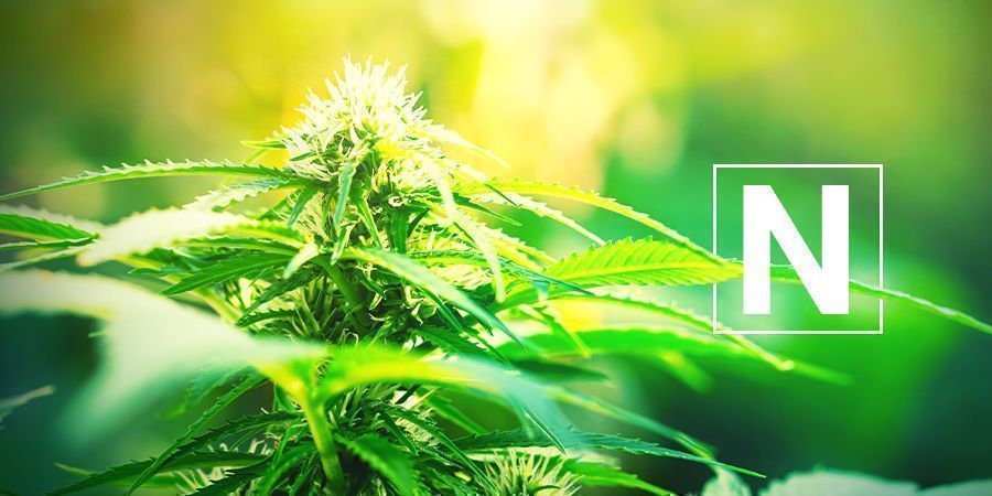 POPRAWIA WARUNKI UPRAWY I DOSTARCZA SKŁADNIKÓW ODŻYWCZYCH