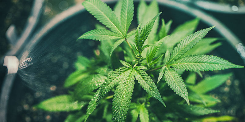 Jak naprawić braki ruchomych i nieruchomych składników odżywczych