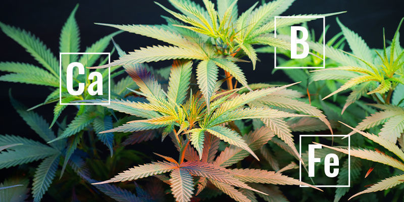 Czym są nieruchliwe składniki odżywcze roślin?