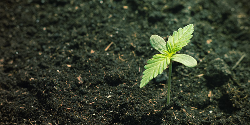 Dostępność składników odżywczych dla konopi: mineralny i organiczny skład gleby