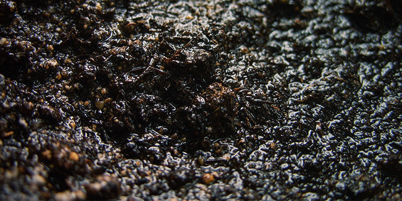 Dostępność składników odżywczych w konopiach: wilgotność gleby