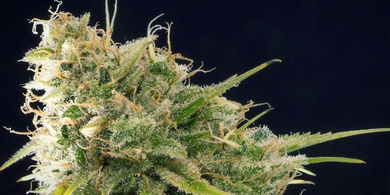 Mataró Blue (Kannabia)