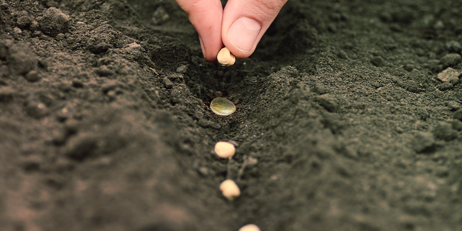 How To Incorporate Companion Planting In Your Cannabis Grow