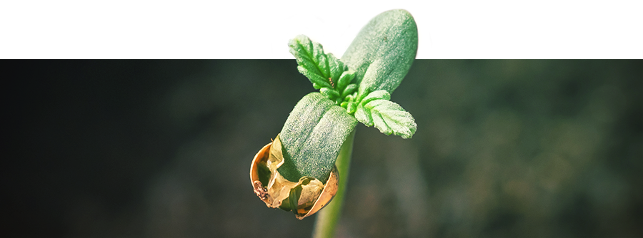 Information About Cannabis Germination