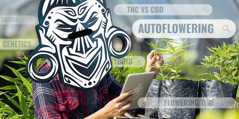 Find Compatible Genetics For The Best Grow Possible Find compatible genetics for the best grow possible