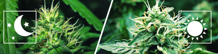 Photoperiod vs Autoflowering Photoperiod vs Autoflowering