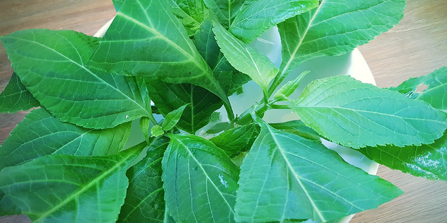 Can You Grow Salvia Divinorum?