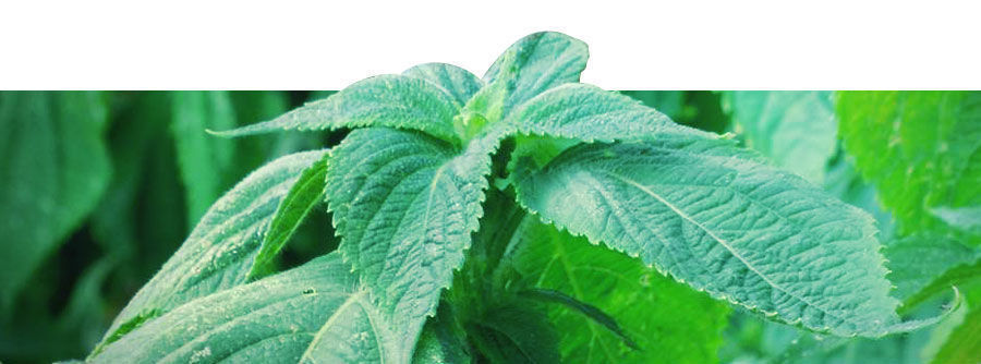 Informacje o Salvia divinorum