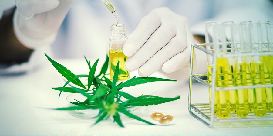 Skuteczność kapsułek CBD