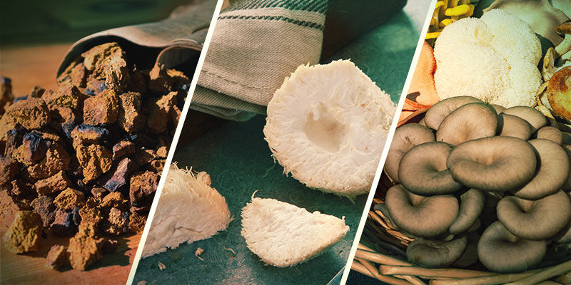 Które grzyby są adaptogenne?