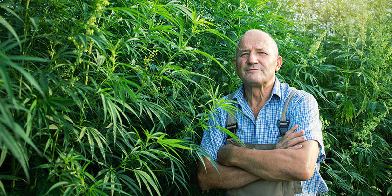 Modern Day SSSC (Super Sativa Seed Club)