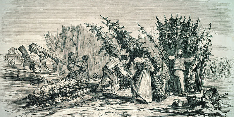 The Origins Of SSSC (Super Sativa Seed Club)