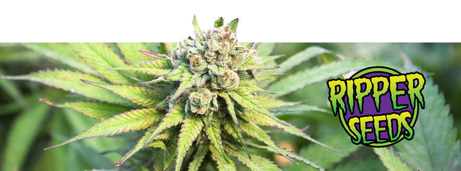 Ripper Seeds Ripper Seeds