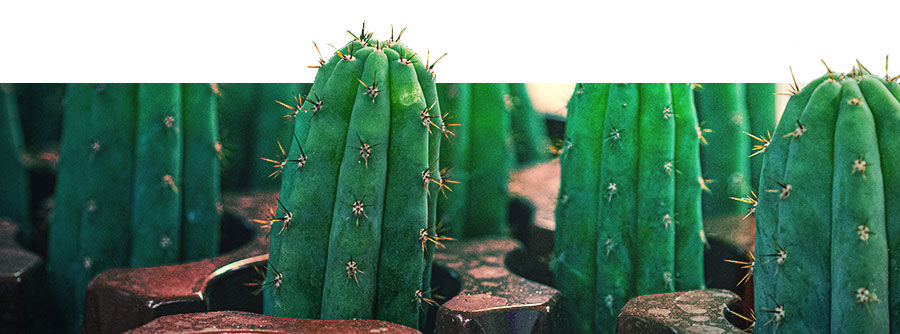 Information About Mescaline Cacti Information About Mescaline Cacti