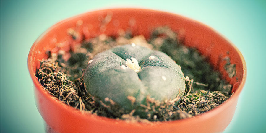 How To Buy Mescaline Cacti HOW TO BUY MESCALINE CACTI