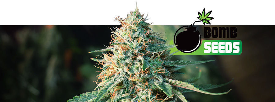 Informacje o Bomb Seeds