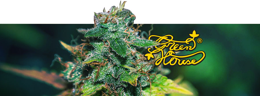 Information Greenhouse Seeds Information Greenhouse Seeds