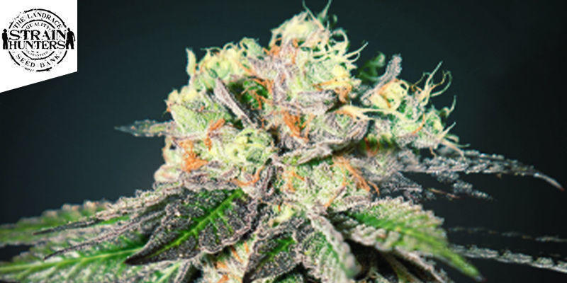 Caboose (Strain Hunters)