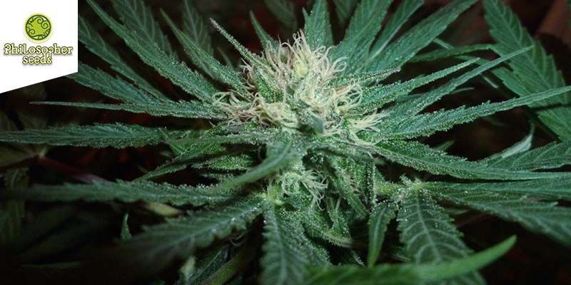 Black Bomb (Philosopher Seeds)