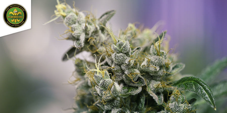 Atlant CBD By VIP Seeds Atlant CBD By VIP Seeds