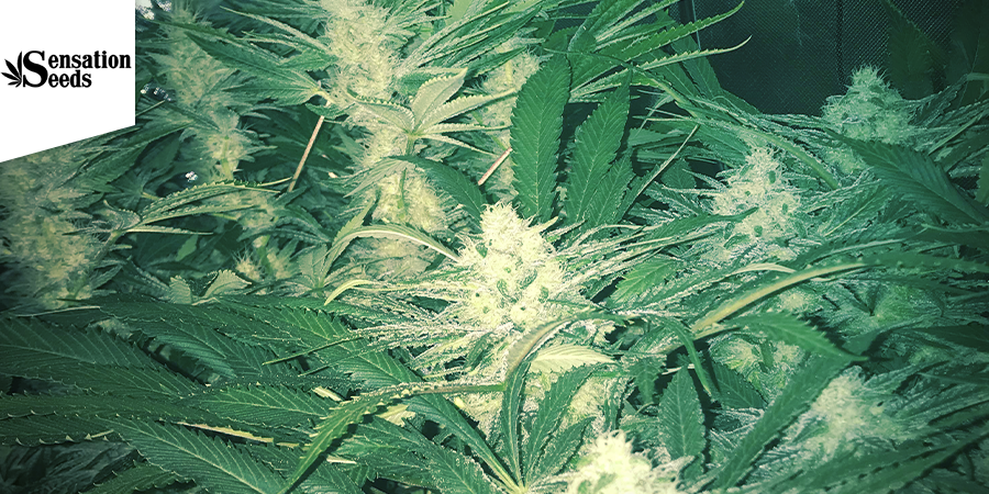 White Widow Auto (Sensation Seeds)