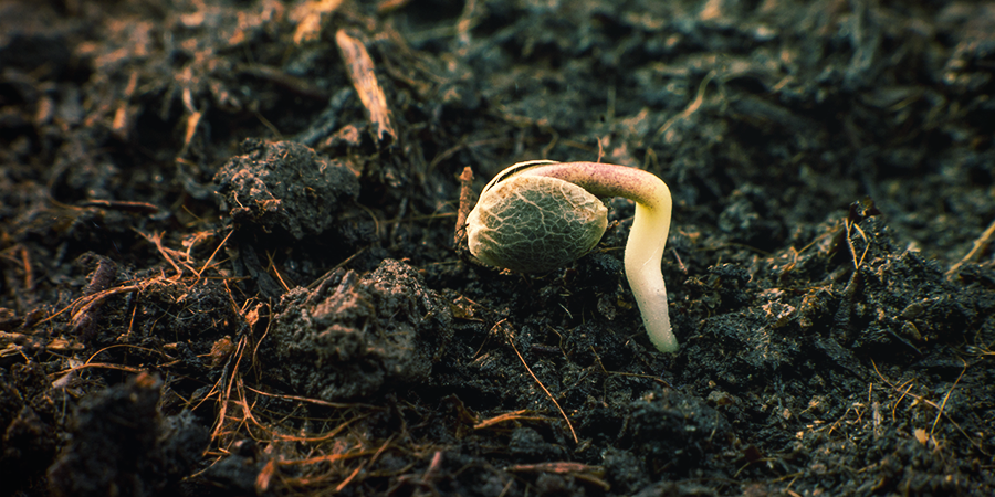 How Do You Germinate Sensi Seeds?