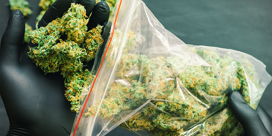 Jakie są najbardziej plenne odmiany konopi Sensi Seeds?