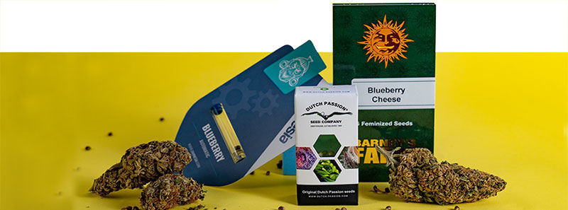 About Blueberry Strains