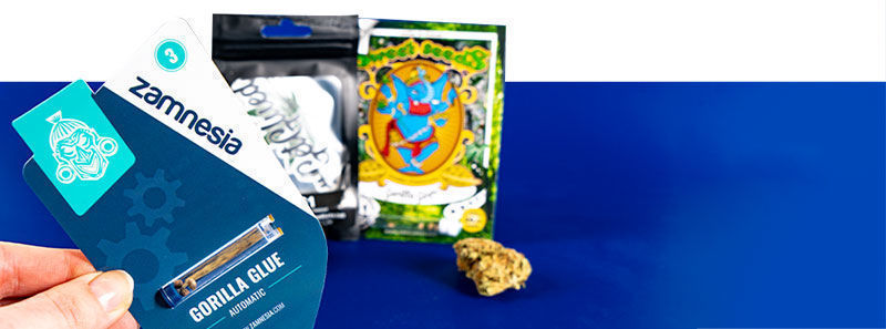 Gorilla Glue Strains Gorilla Glue Strains