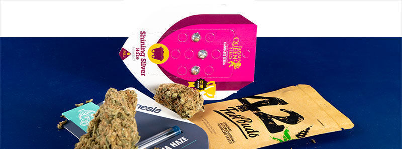 About Haze Strains About Haze Strains