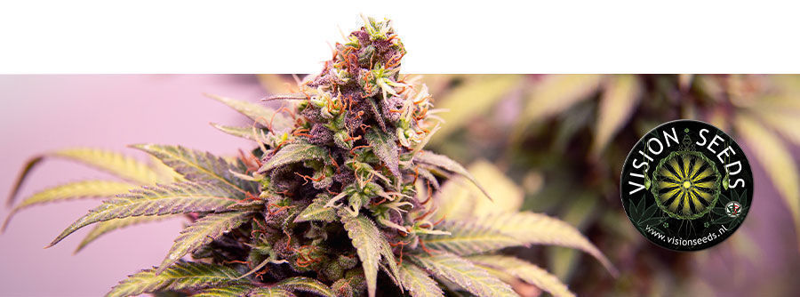 Information About Vision Seeds