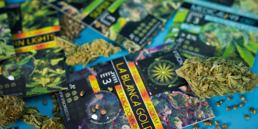 Most Popular Cannabis Seeds By Vision Seeds