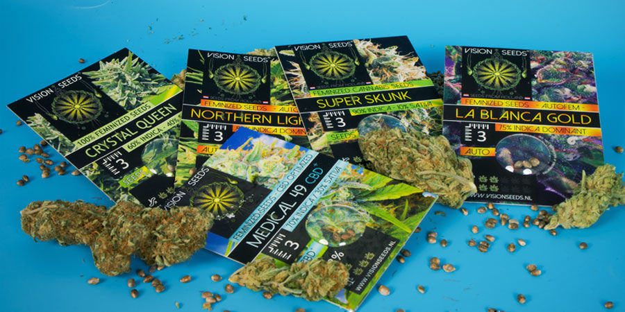 The Story Behind Vision Seeds