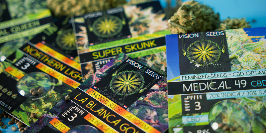 Vision Seeds: Available As Feminized Seeds Only