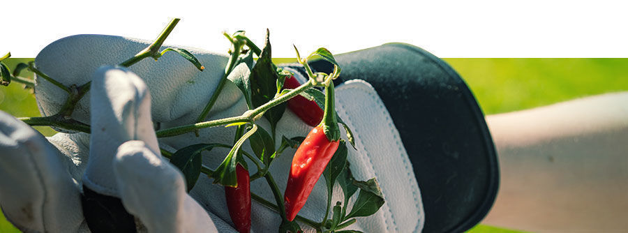Information About Chili & Pepper Seeds Information About Chili & Pepper Seeds