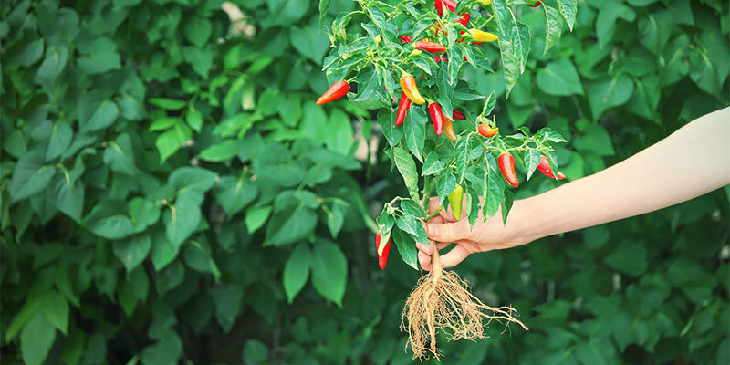 How And When To Transplant Your Pepper Seedlings Growing Chili Peppers - How And When To Transplant Your Pepper Seedlings