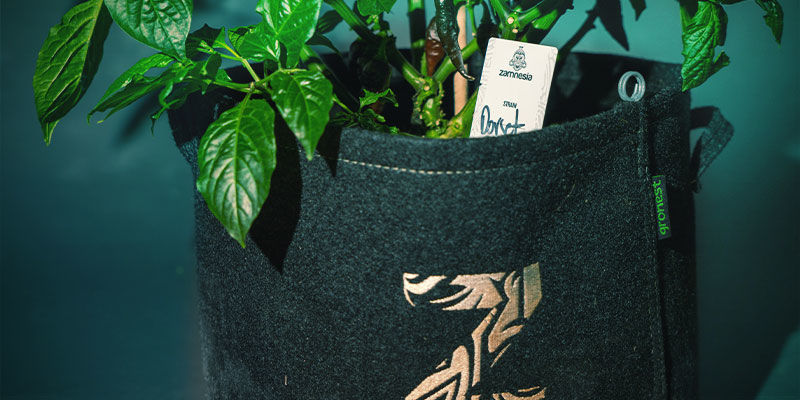 Planning Your Grow Growing Chili Peppers - Planning Your Grow