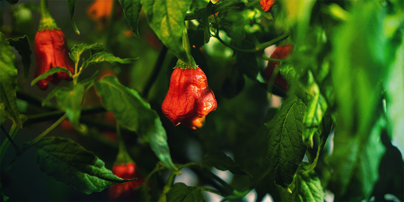 Spice Up Your Life And Grow Your Own Hot Chilli Pepper Plants Spice Up Your Life And Grow Your Own Hot Chilli Pepper Plants