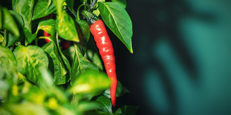 What Are Some Of The Most Popular Hot Peppers? What Are Some Of The Most Popular Hot Peppers?