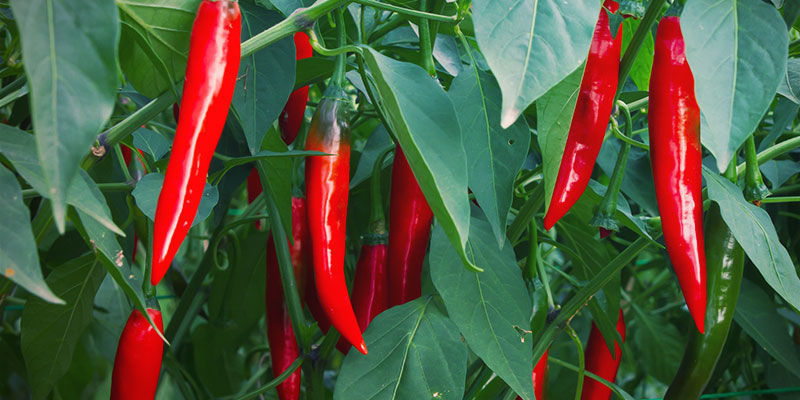 When To Harvest Chillies? Growing Chili Peppers - When To Harvest Chillies?