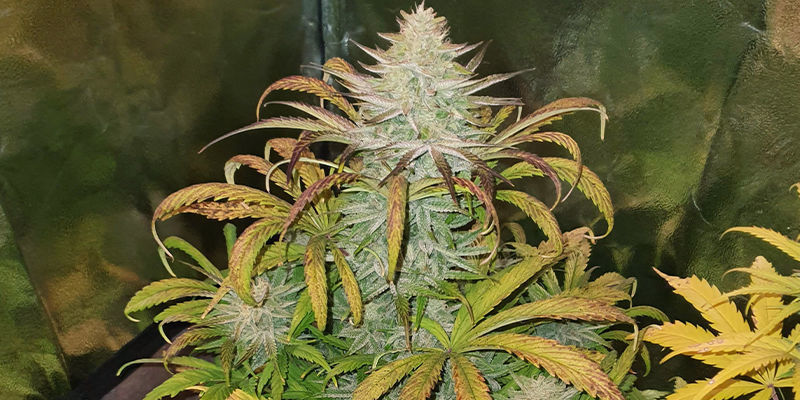 Niewłaściwe oświetlenie