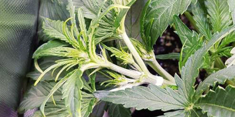 Stres spowodowany przypadkowym uszkodzeniem