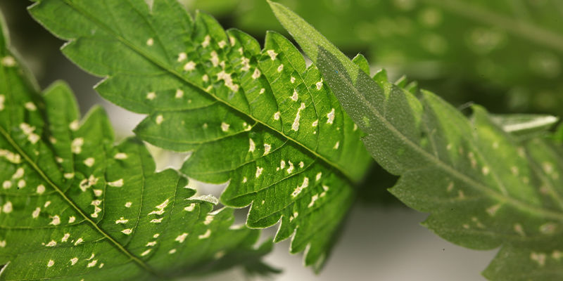 Stres wywołany przez szkodniki lub choroby