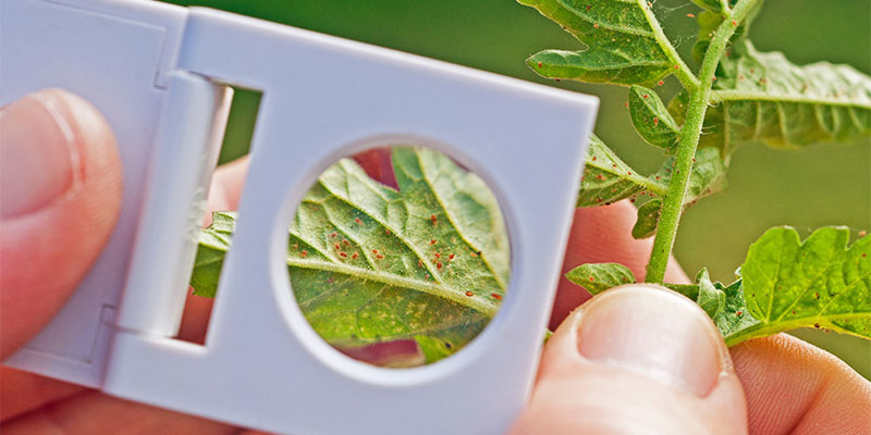 Przędziorki: najlepiej zwalczać je od razu