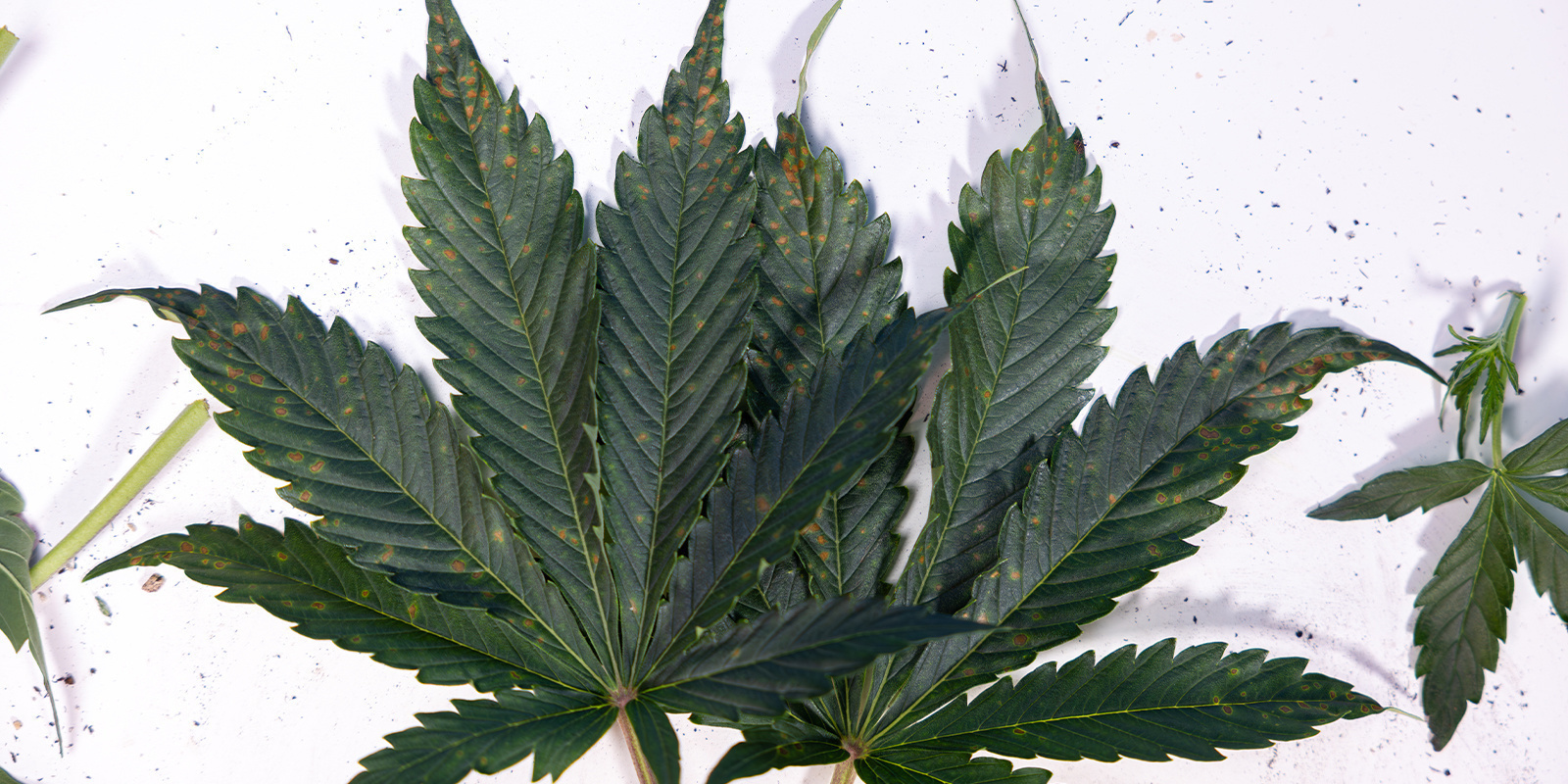 Przyczyny brązowych plam na liściach konopi