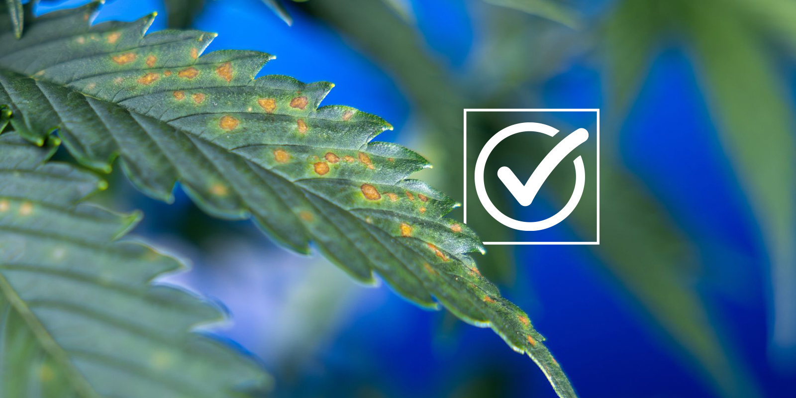 Lista kontrolna diagnozy