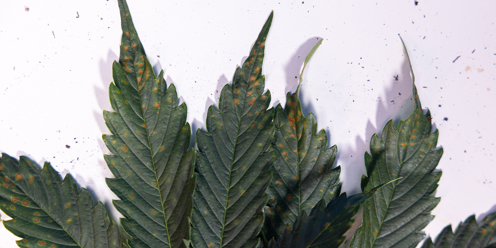 Rozpoznawaj i zwalczaj brązowe plamy jak profesjonalista