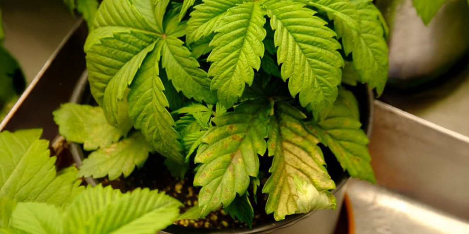 Przelewanie i problemy z korzeniami