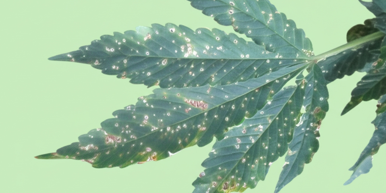 Szkodniki i choroby grzybowe