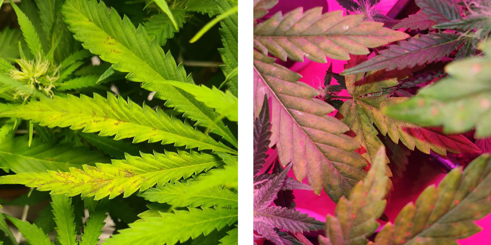 Upper vs lower plant signs